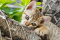 Thai small kitten