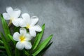 Thai Spa. Top view of white Plumeria flower setting for massage treatment and relax on concrete blackboard with copy space. Gree Royalty Free Stock Photo