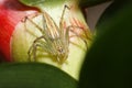 Thai spider