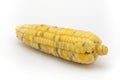 Thai Steamed Sweet Sticky Corn on White Background/ Isolated Royalty Free Stock Photo