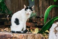 Thai Stray Cat Sitting on a Chair Made from Rock Staring to Something Royalty Free Stock Photo