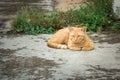 Thai stray cat, yellow cat.