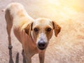 Thai stray dog. Alone life waiting for food on street in Thailand.