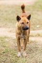 thai stray dog in dry grass Royalty Free Stock Photo