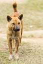 Thai stray dog in dry grass Royalty Free Stock Photo