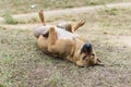 Thai stray dog in dry grass Royalty Free Stock Photo