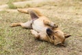 thai stray dog in dry grass Royalty Free Stock Photo