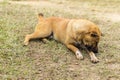 thai stray dog in dry grass Royalty Free Stock Photo