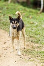 thai stray dog in grass Royalty Free Stock Photo