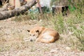 Thai stray dog lying on dirty sandy floor