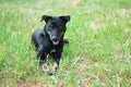 Thai stray dog resting on grass Royalty Free Stock Photo