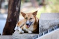 Thai stray dogs lying on the stairs