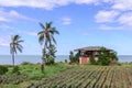 Thai style abandoned house seaside with pineapple field Royalty Free Stock Photo
