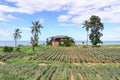 Thai style abandoned house seaside with pineapple field Royalty Free Stock Photo