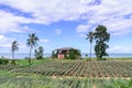 Thai style abandoned house seaside with pineapple field Royalty Free Stock Photo