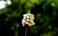 Thai style garlands are the use of needles Royalty Free Stock Photo