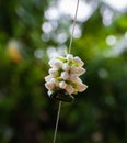 Thai style garlands are the use of needles Royalty Free Stock Photo