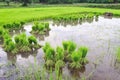 Thai style rice growth Royalty Free Stock Photo