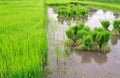 Thai style rice growth Royalty Free Stock Photo