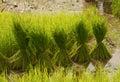Thai style rice growth Royalty Free Stock Photo
