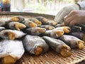 Thai sun dried salted fish. Dried snakeskin gourami in the market, commonly seen in Thailand. It is a favorite food for Thai Royalty Free Stock Photo