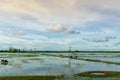 Thai swamp buffalo at Thale Noi