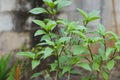 Thai sweet basil in day Royalty Free Stock Photo