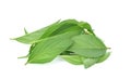 Thai sweet basil isolated on white background Royalty Free Stock Photo