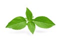 Thai sweet basil isolated on white Royalty Free Stock Photo