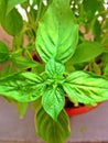 Thai sweet basil Royalty Free Stock Photo