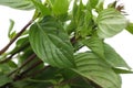 Thai Sweet Basil on white background. ingredient Thaifood Royalty Free Stock Photo