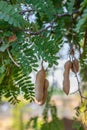 Thai tamarind fruit on tree