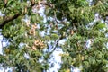 Thai tamarind on tree