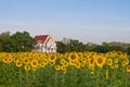 Thai temple in sunflower field Royalty Free Stock Photo