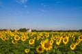 Thai temple in sunflower field Royalty Free Stock Photo