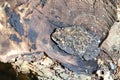 Thai Toad frog is hiding Royalty Free Stock Photo