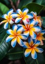 Thai Treasures: A Vibrant Array of Blooming Flowers, Tree Crafts