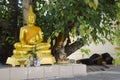 Thai vagabond people sleeping on floor under Ficus religiosa with buddha statue Royalty Free Stock Photo