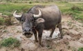 thai vietnamese buffalo eating grass and laying in dirt mud after rain