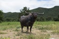 Thai Water Buffalo with beautiful horns posing elegantly Royalty Free Stock Photo