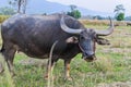 Thai water buffalo