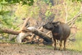 Thai Water Buffalo resting near a brook during summer Royalty Free Stock Photo