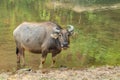 Thai Water Buffalo resting near a brook during summer Royalty Free Stock Photo