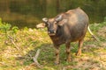 Thai Water Buffalo resting near a brook during summer Royalty Free Stock Photo