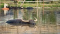 Thai water buffalo showering on water pond