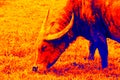 Thai water Buffalo thermal imager