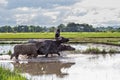 Thai water buffaloes