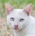 Thai white cat