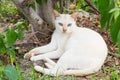 Thai white cat