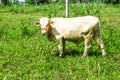 Thai white cow on grass field and looking this way. Many useful animals